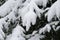 Winter snow trees forest background. Winter snow-covered trees in Switzerland. Snowy forest wallpaper background