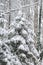 Winter snow trees forest background. Winter snow-covered trees in Switzerland. Snowy forest wallpaper background