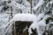 Winter snow trees forest background. Winter white snow-covered trees in Switzerland. Snowy forest background