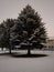 Winter snow trees midnight peaceful