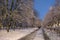 Winter snow trees . Park with alley tree rows in evening . Town winter landscape