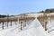 Winter Snow In the Vineyards of Western Oregon