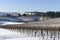 Winter Snow In the Vineyards of Western Oregon