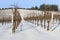 Winter Snow In the Vineyards of Western Oregon