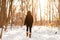 Winter snow walk woman walking away in snowy forest on woods trail outdoor lifestyle active people. Outside leisure