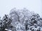 Winter snow weighing down trees in Santa Fe