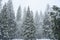 Winter Snow Weighs Heavy on Large Pines