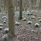 Winter snowdrops Galanthus in an English forest