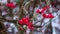 In winter, during a snowfall, a branch of a viburnum with red berries wavers from gusts of wind, the background is blurred