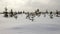 Winter snowfield with small trees in Swedish Lapland