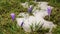 Winter snowing in green meadow with crocus flower Time lapse