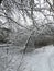 Winter snowy branches of tree in alley, fence and house in february park