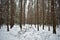 Winter snowy coniferous forest. Cloudy sky. Pine alleys . There is snow and ice on the branches