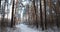Winter Snowy Coniferous Forest. Snowy Path, Road, Way Or Pathway In Winter Forest. Pan, Panorama.