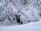 Winter snowy countryside landcsape view