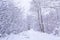 Winter snowy forest in the park. Snowstorm in park, winter landscape