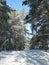 Winter snowy forest road