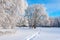 Winter snowy forest skiing Background