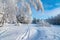 Winter snowy forest skiing Background. Snowy oak tree winter forest scenery. Frosty day, calm wintry scene. Ski resort