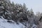 Winter snowy frosty landscape. The forest is covered snow. Frost and fog in the park