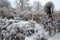 Winter snowy garden full of ornamental grasses