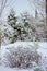 Winter snowy garden view