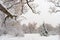 Winter snowy landscape in Montreal