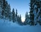 Winter snowy landscape in pine forest path on dusk sky