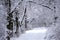 Winter snowy landscape. Snow-covered alley in the park on a frosty day. Winter walk in the garden