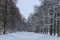 Winter snowy landscape. Snow-covered alley with trees on the sides in the park on a frosty day. Winter walk in the garden