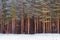 Winter snowy pine forest Narva Bay. Narva-Joesuu