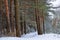 Winter snowy pine forest Narva Bay. Narva-Joesuu