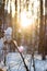 Winter soft background, snow on branches in a forest during sunset