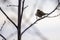 Winter Solitude: A Lone Bird Amidst Bare Branches