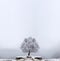 Winter Solitude tree