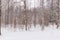 Winter spaces in Babolovsky Park. Background forest in winter