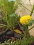 Winter special merigold flower plant for home gardening