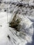 Winter, species forms of dried plants , on snow-covered glades in the rays of the morning sun.