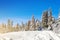 Winter species of snow covered branches of coniferous trees against a clear clear frosty sky.