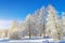 Winter species of snow-covered tree branches against a blue clear frosty sky.