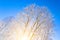 Winter species of snow-covered tree branches against a blue clear frosty sky.