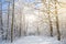 Winter species of snow-covered tree branches against a blue clear frosty sky.