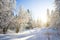 Winter species of snow-covered tree branches against a blue clear frosty sky.