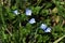 Winter speedwell