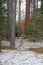 Winter splendor of the Siberian forest