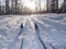 Winter sport X-country skis in sunny forest tracks