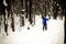 Winter sport, people going skiing, winter forest, a skier rides a ski in the woods