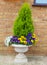 Winter and spring pansies and evergreen shrub in container