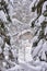 Winter in a spruce forest, spruces covered with white fluffy snow. Selective focus. Winter Landscape with Snow and Trees. Snow