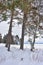 Winter in a spruce forest, spruces covered with white fluffy snow. Selective focus. Winter Landscape with Snow and Trees. Snow